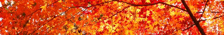 fallleaves