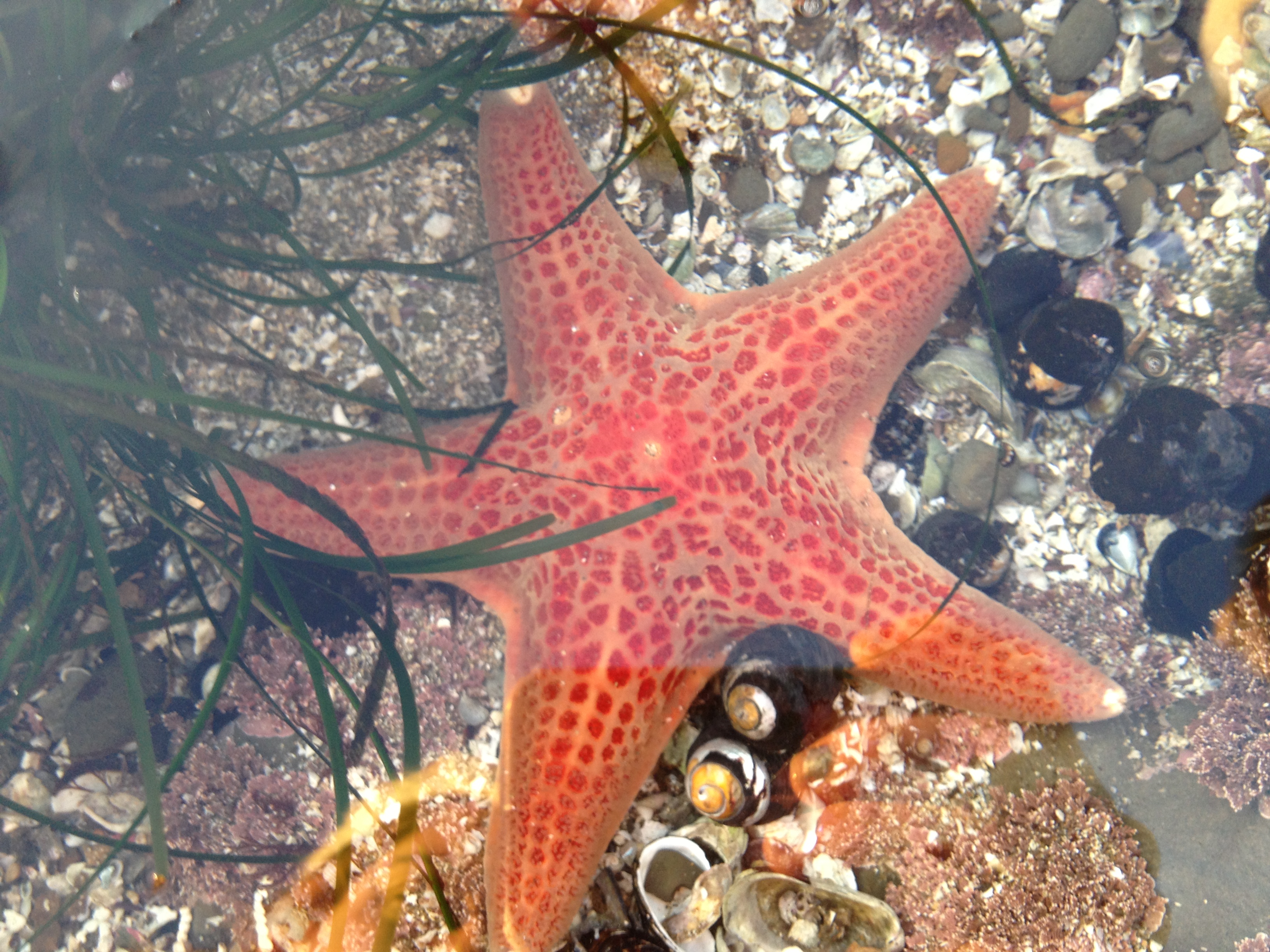 Half Moon Bay Tide Pools, CA |